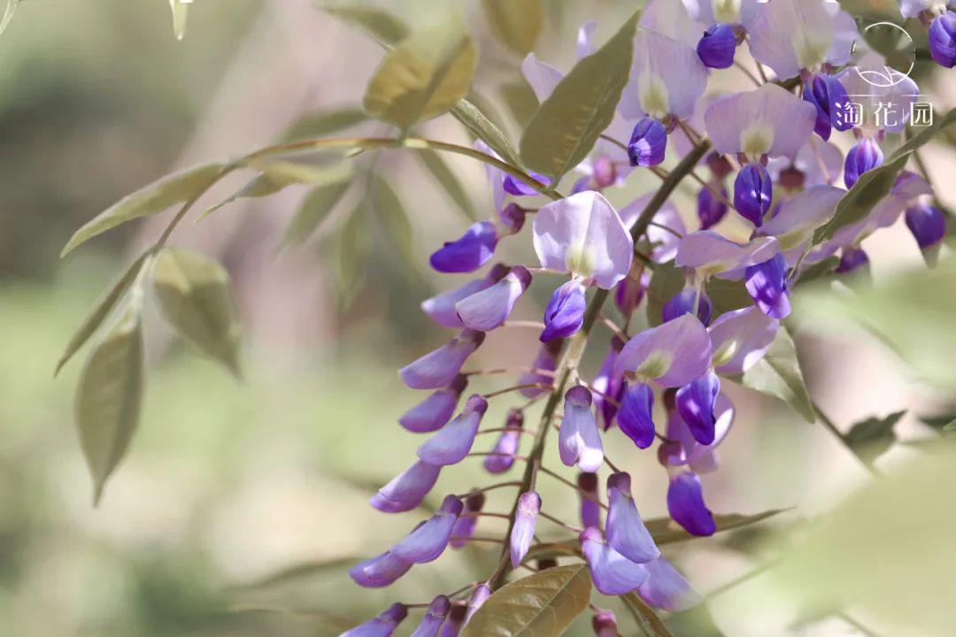 二十四节气立夏丨天地始交万物并秀