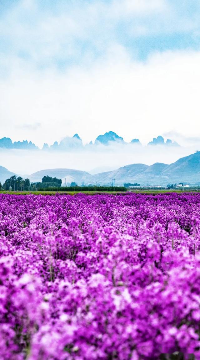 雨后的万亩田园花海,蓝香芥盛开,玫瑰绽放