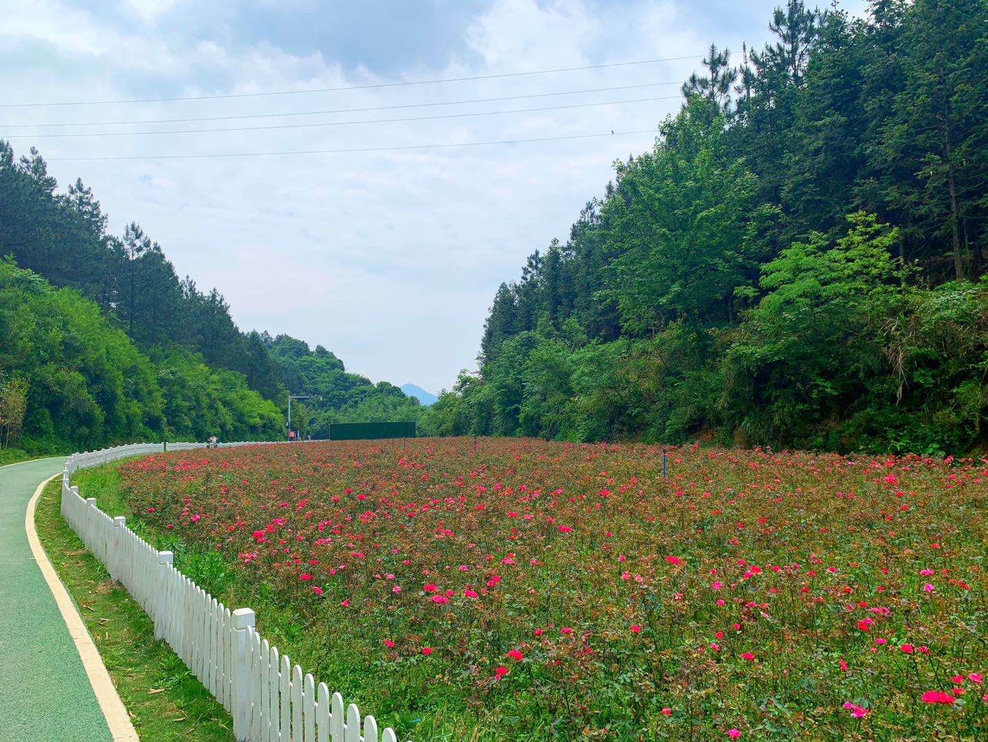 双牌花千谷是双牌日月湖湿地公园管理局充分利用适宜的气候条件和地理