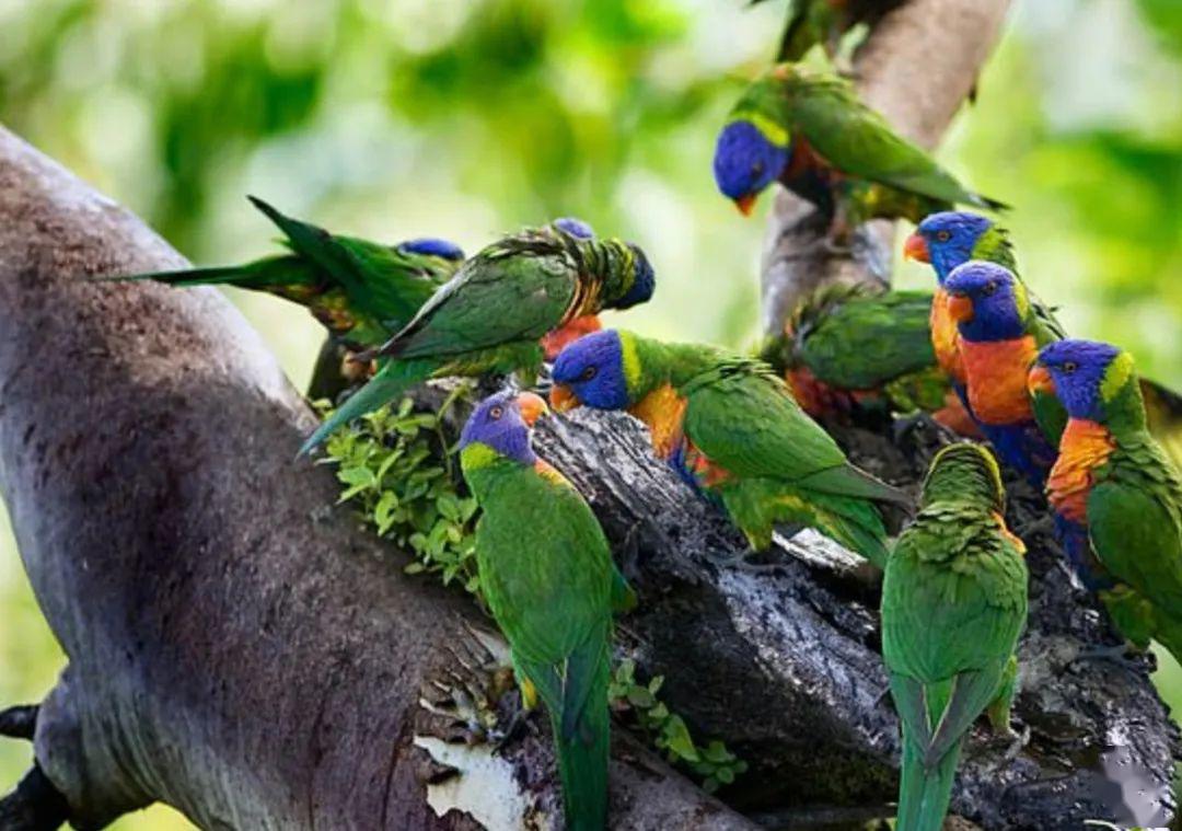 澳洲鹦鹉爆发全新病毒!已有数百只鹦鹉死亡!传播方式类似新冠!