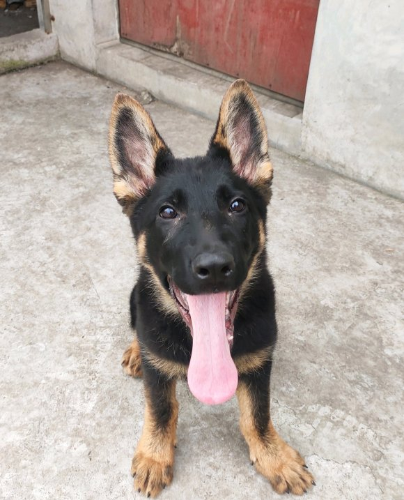 德牧跑出去玩了一中午回家喝了一盆水真是海量