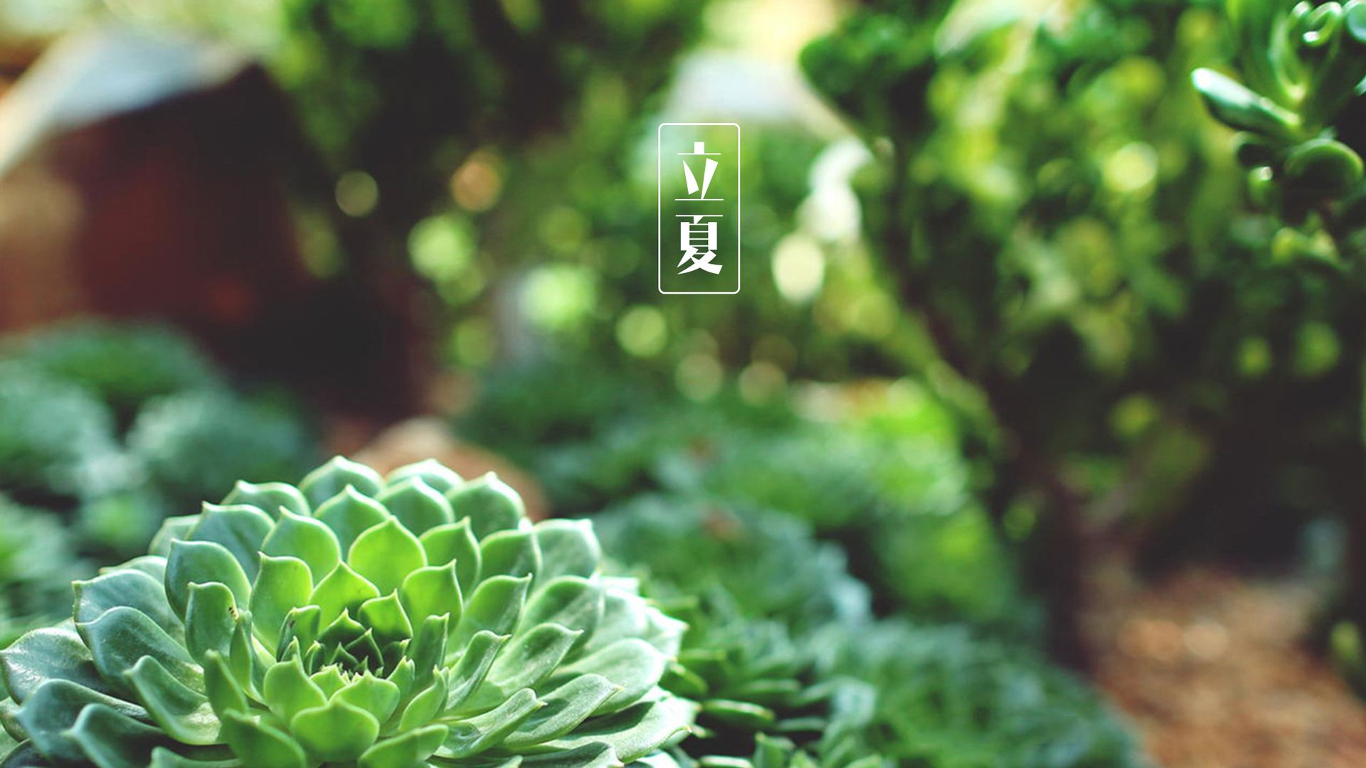 陽氣|立夏的節氣灸，補陽氣又養心