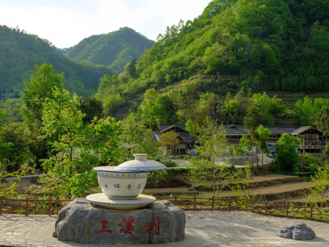 云赏青川茶坝芥菜花转发集赞得老鹰茶咯