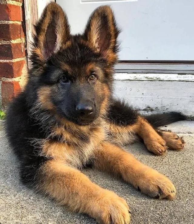 原创怎么还有人会不喜欢德牧你是看不起萌犬德牧吗