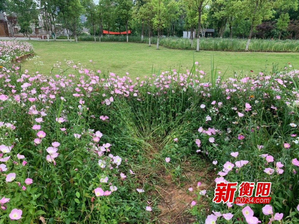 向不文明行为说不游客随意践踏花草东洲岛美丽打折