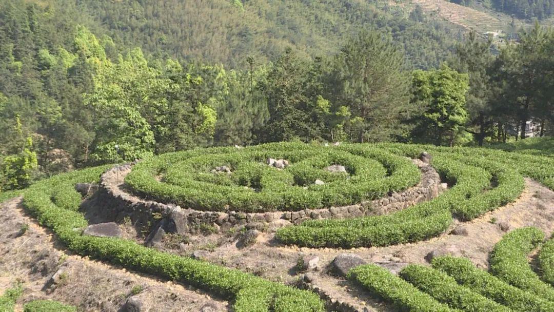 平和大芹山上有机春茶采摘忙