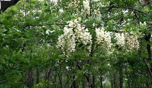 实用技术集颜值与实用一身的泓森槐怎会不让人心动