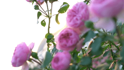 400_226gif 动态图 动图