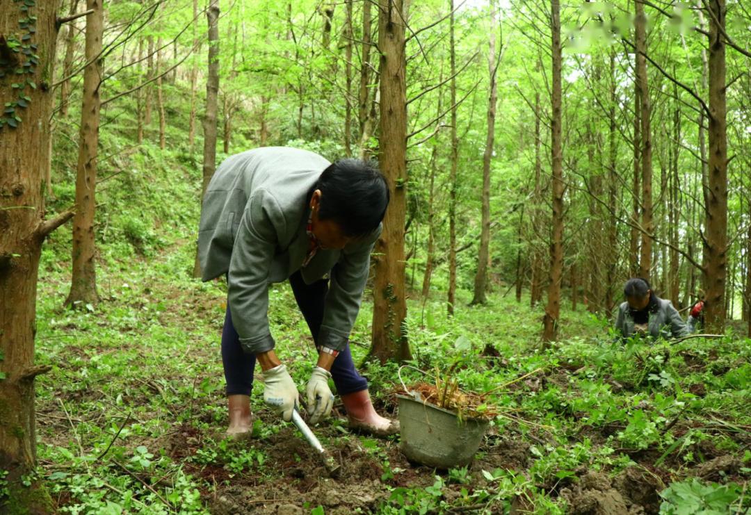 种植黄精大概5~10厘米深度的土坑间隔距离40公分他们要挖出正在林下