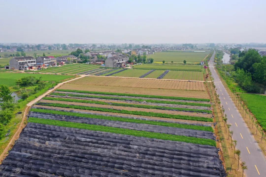        孟夏时节 靖江市生祠镇东进村   &