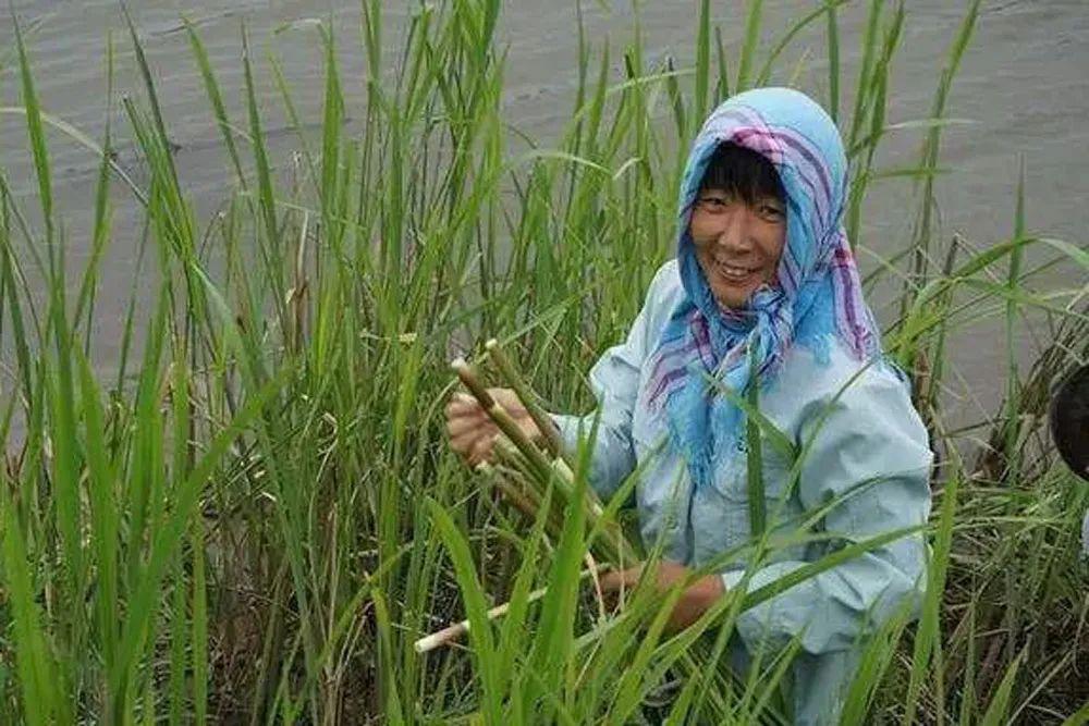 淮安蒲菜种植图片