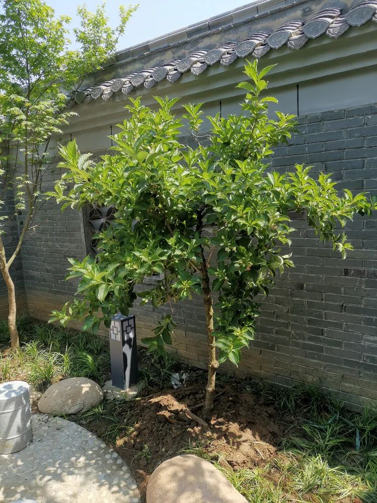 上海天长经济文化进行参观晶锋集团和石梁茉莉花公园
