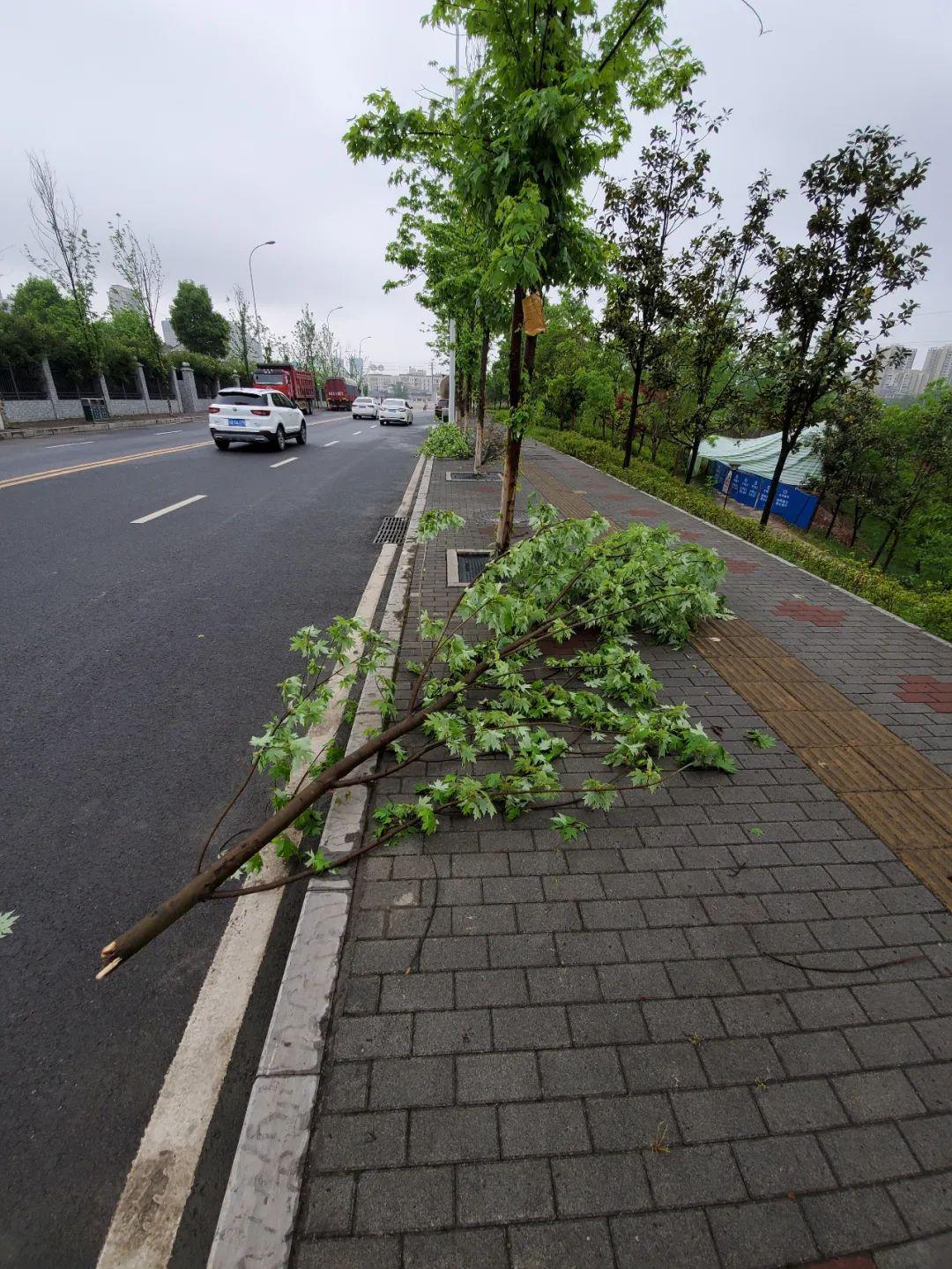 秀山市政园林绿化栽树别栽数 保活才算数