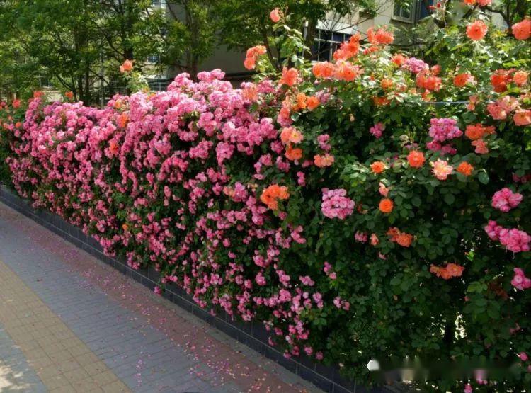 街拍好去处咱任丘市的网红花墙赶紧了解一下