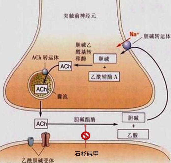 指南》目前ad的治疗临床推荐用药主要有两大类:一类为胆碱酯酶抑制剂