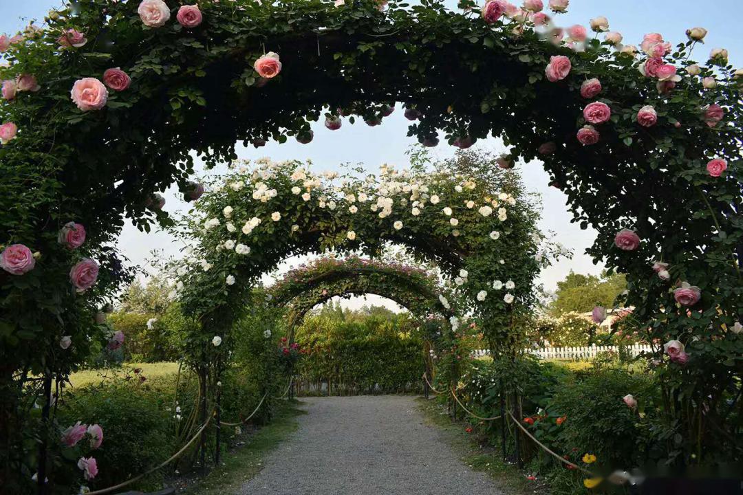 如兰分享海妈的花园2月季春花及其他