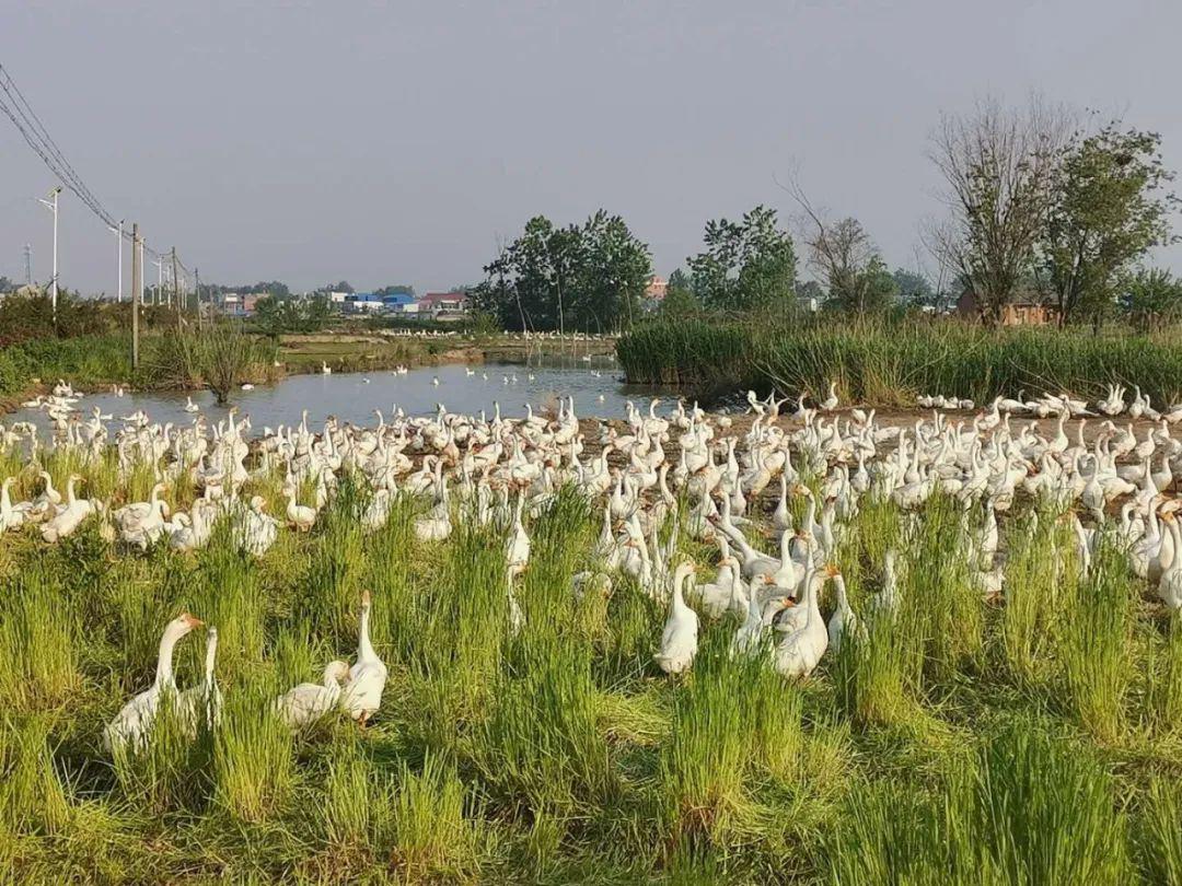市粮食和物资储备局驻村工作队充分发挥皖西白鹅厂龙头带动作用,为