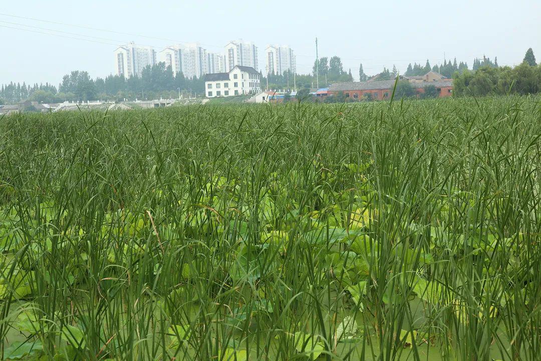 淮安蒲菜种植图片