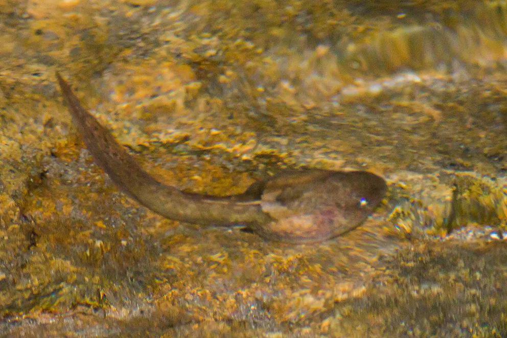 它们的成体就是著名的"角怪"——崇安髭蟾,此外还有许多笨头笨脑的秉