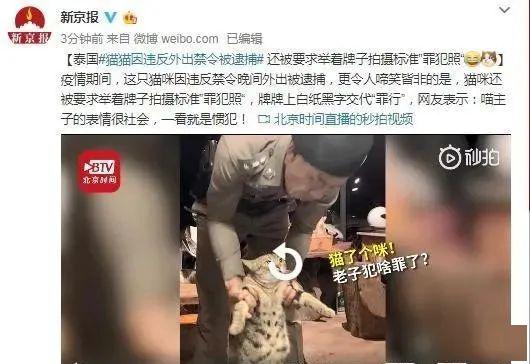 猫咪违反外出禁令被逮捕网友表情很社会一看就是惯犯