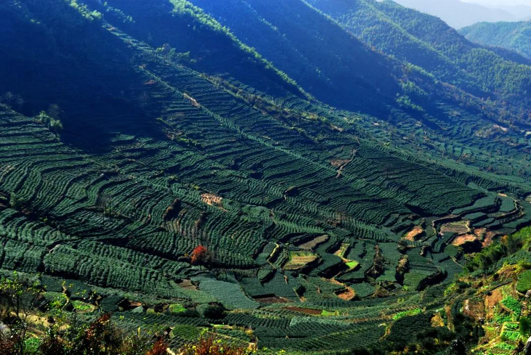 嵊州是著名的中国茶叶之乡,历来盛产绿茶,素有"世界绿茶看浙江,浙江