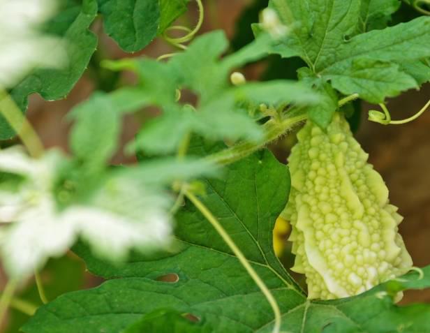 内黄吃过这个的都多大啦