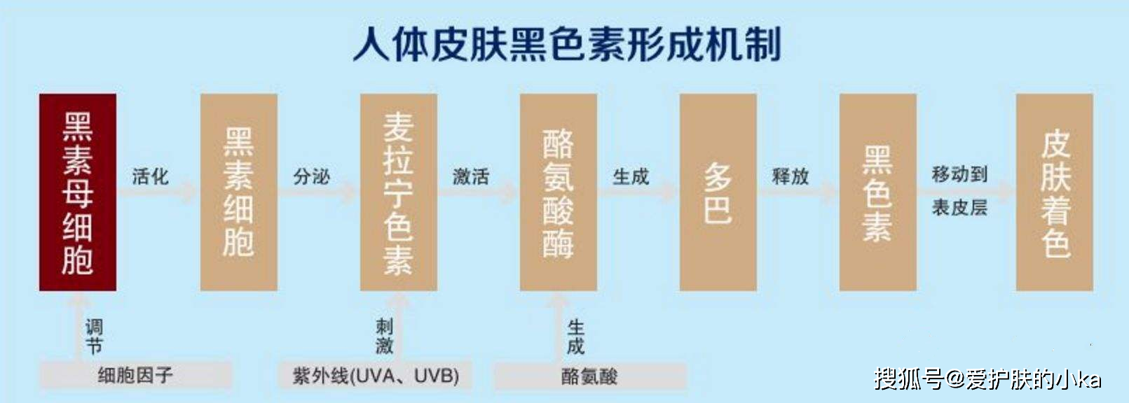 2,黑色素细胞,当紫外线照射到皮肤上的时候,黑色素细胞中的酪氨酸酶