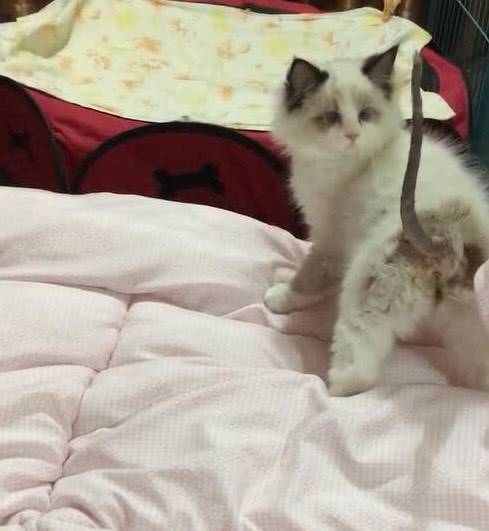 布偶猫尾巴上长癣,被主人剃去周围的毛,猫咪看去顿时懵圈了