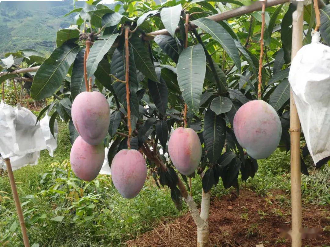 "返乡农民工,2002年他前往日本务工,主要从事大棚蔬菜和陆地蔬菜种植