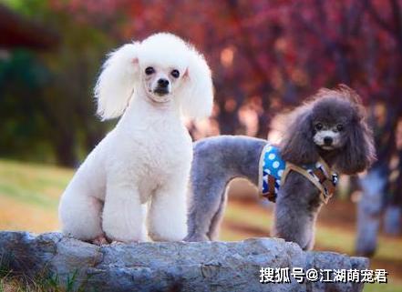 貴賓犬曾經備受追捧為什麼如今很多人不想養了這6點很難改變