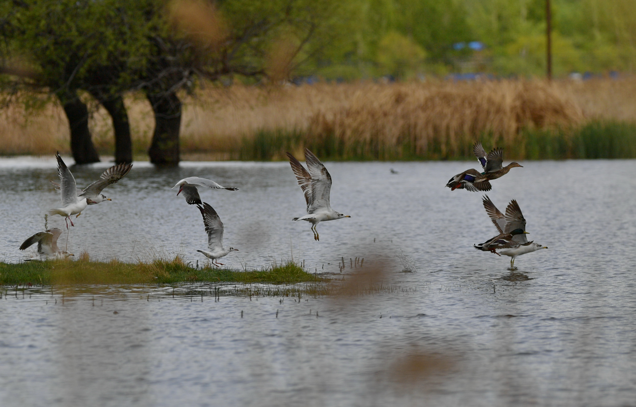 "拉萨之肺"清爽入夏