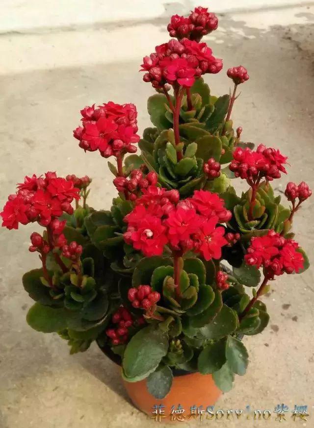 55种盆栽长寿花健康长寿讨吉利