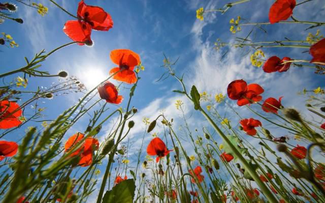 旅游摄影拍花光圈就要调最大试试小光圈拍花更有意境