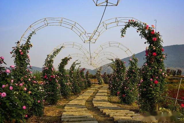 汉中芳香花谷玫瑰园5月6日临时闭园的公告5月10日恢复开放