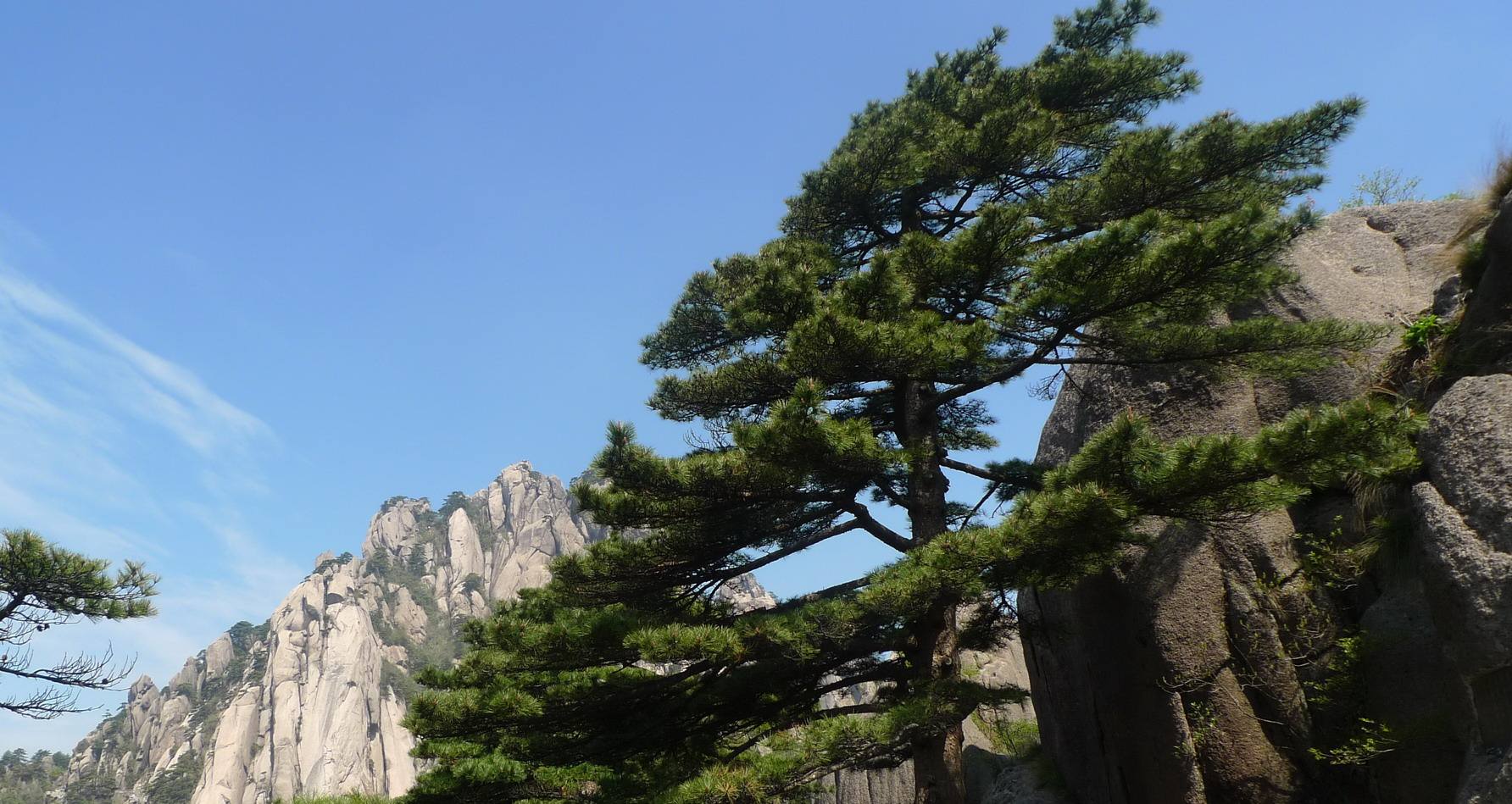 景观松树松百木之长