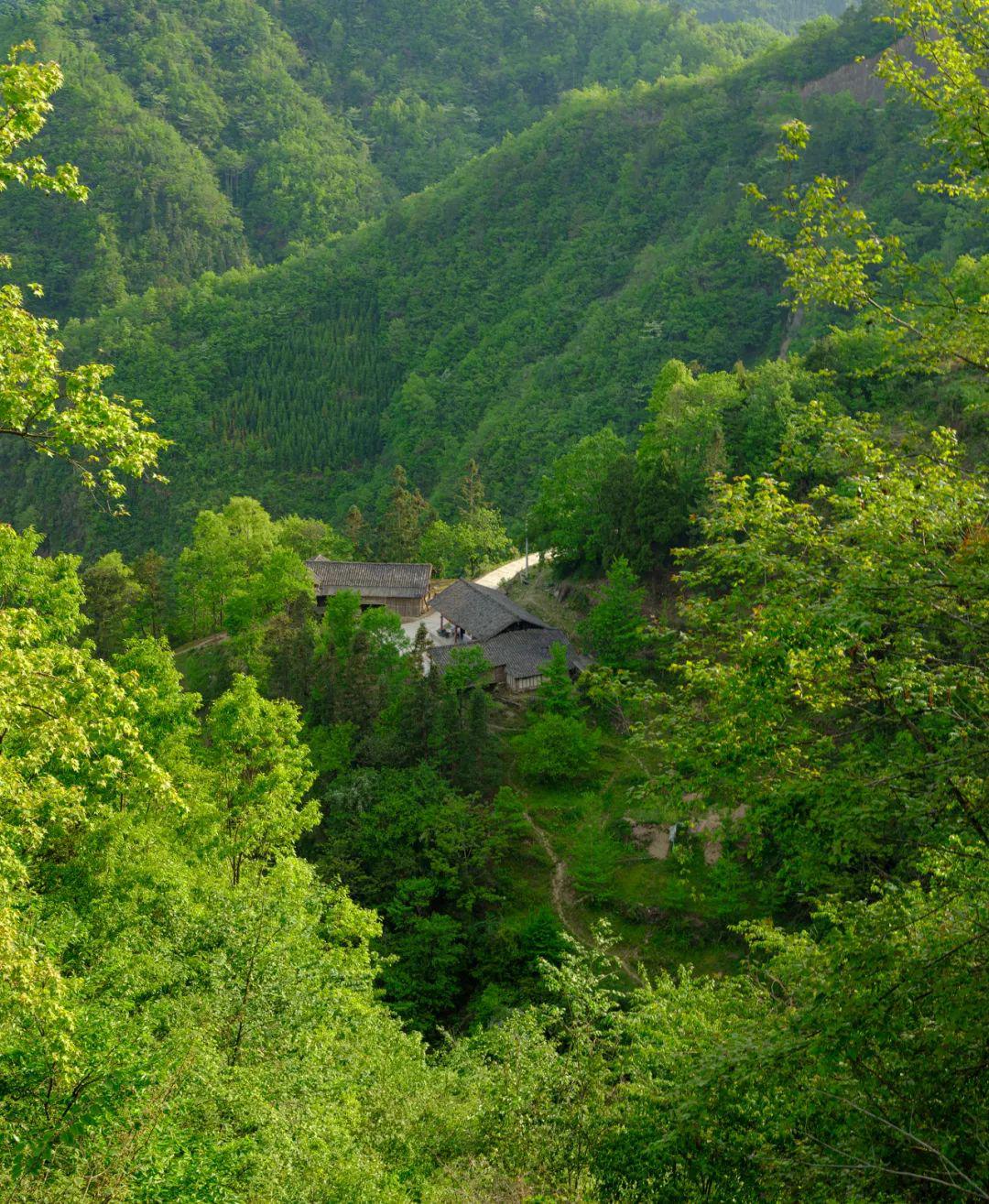 云赏青川茶坝芥菜花转发集赞得老鹰茶咯