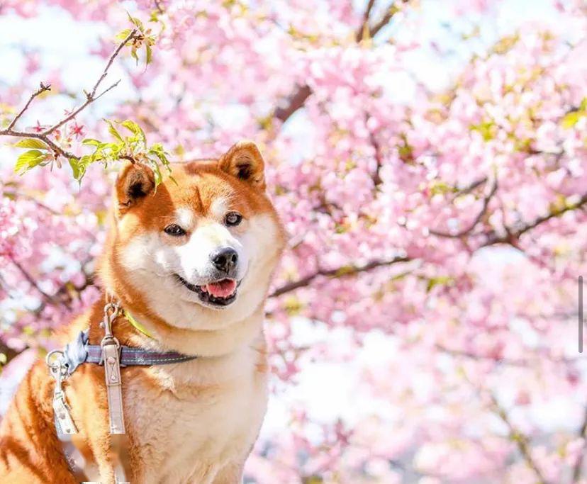 100张柴犬与花的合照治愈了无数人