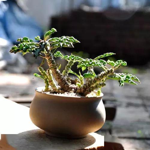 每日一花 | 皱叶麒麟:叶子充满起伏皱褶…_lord