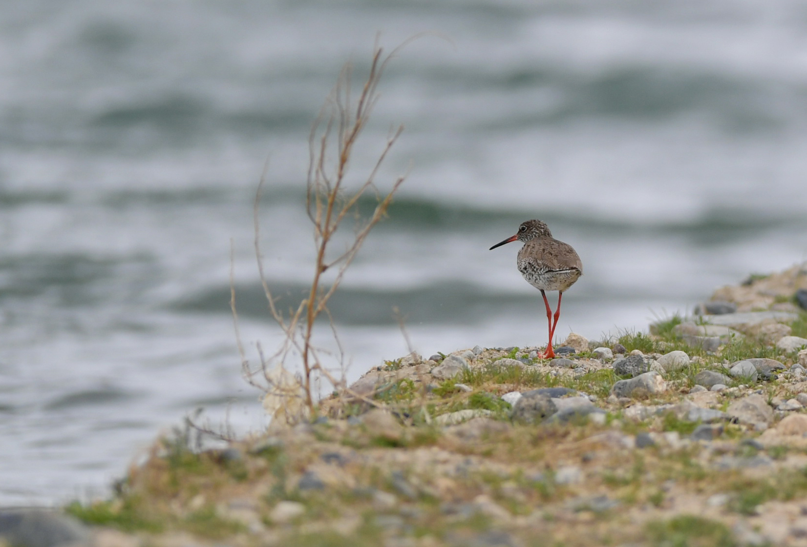 "拉萨之肺"清爽入夏