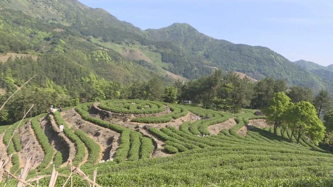 平和大芹山上有机春茶采摘忙
