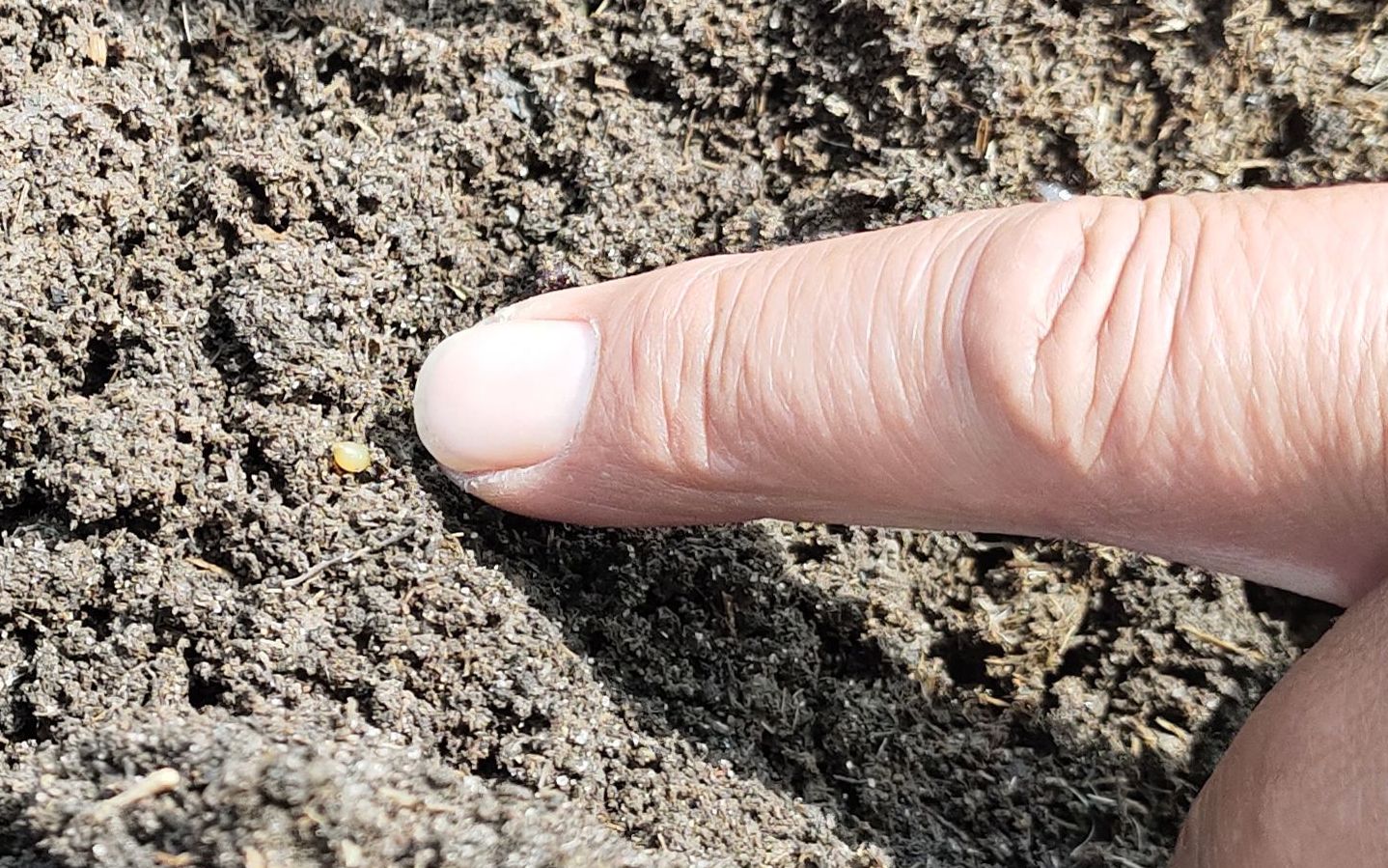 的蚯蚓代表它们正在"长身体",粪层里,可以看见小米大小淡黄色的蚯蚓卵