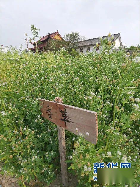 寿州香草又飘香