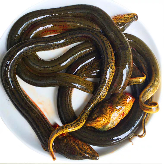 鳝鱼鳝鱼,学名黄鳝,又被称为鳝,田鳗,长鱼,血鱼,罗鱼,无鱗公子.