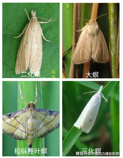 水稻螟虫四兄弟个个都是大明星c位竟是它