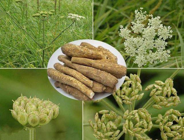 白芷高产种植技术要点精细田间管理是关键才能现高产稳产