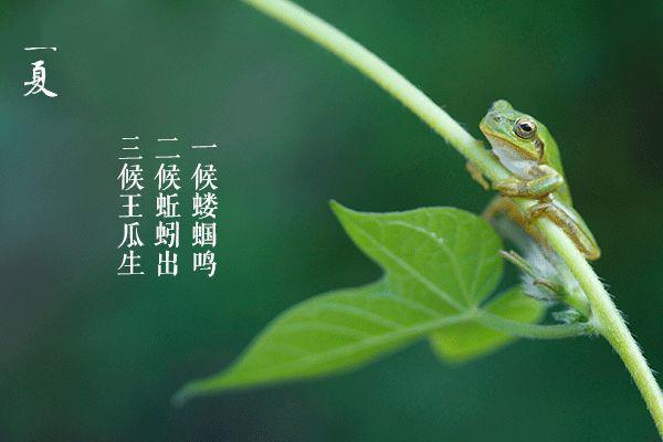 第一候:蝼蝈鸣蝼蝈,蝼蛄也,适宜温暖潮湿的环境中