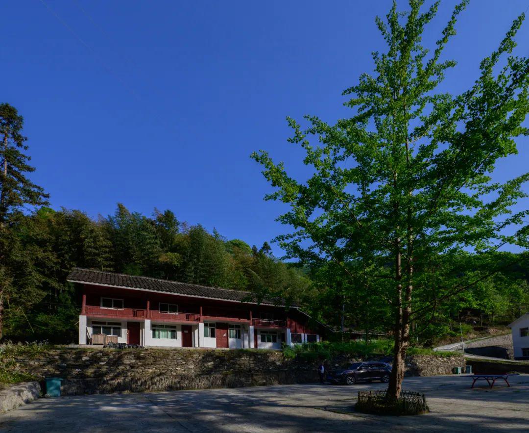 云赏青川茶坝芥菜花转发集赞得老鹰茶咯