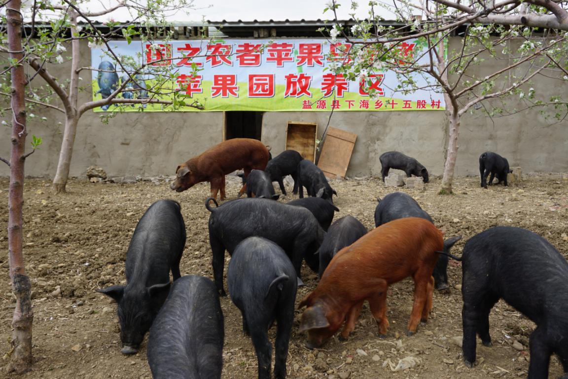 国之农者乌金猪变身绿色健康的生活标签
