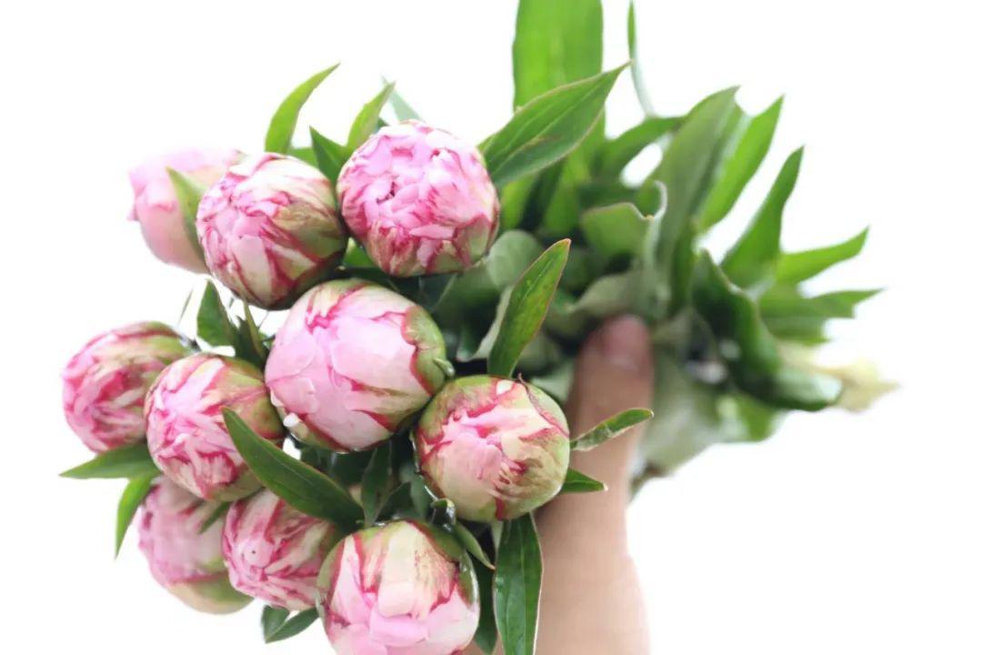 网红芍药沙拉贝恩哈特开始发货啦1