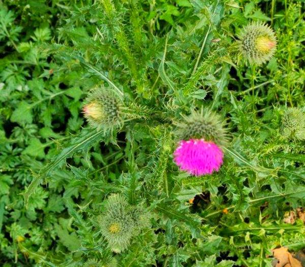 山里一种开紫花的野菜,很多人叫它"泥胡菜",价值高要珍惜